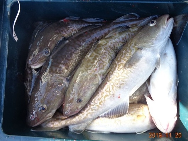 장호항 대구입니다.