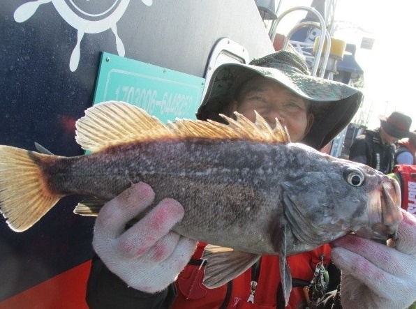 우럭조황입니다.