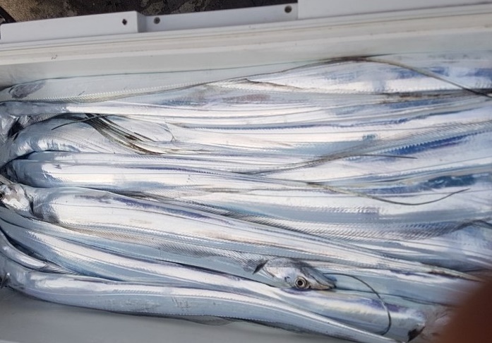 좀 부족한 조황이네요~