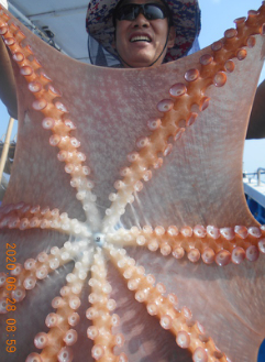 어제 동해왕문어 조황입니다^^