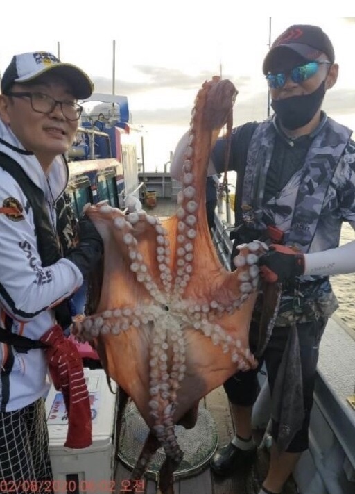 동해문어 구경하세요~~