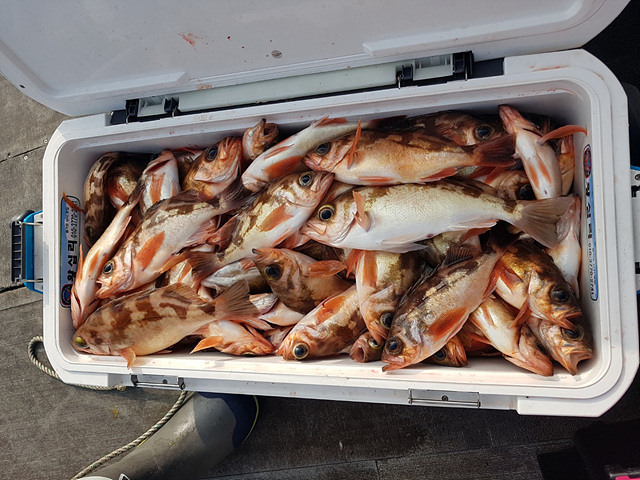 열기 조황구경하세요~~