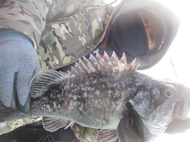 먼바다왕우럭 조황입니다