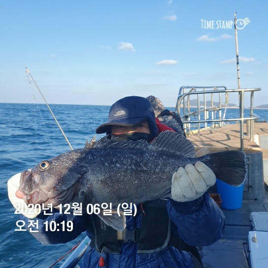 먼바다왕우럭 조황입니다