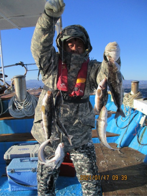 어구가자미 조황입니다