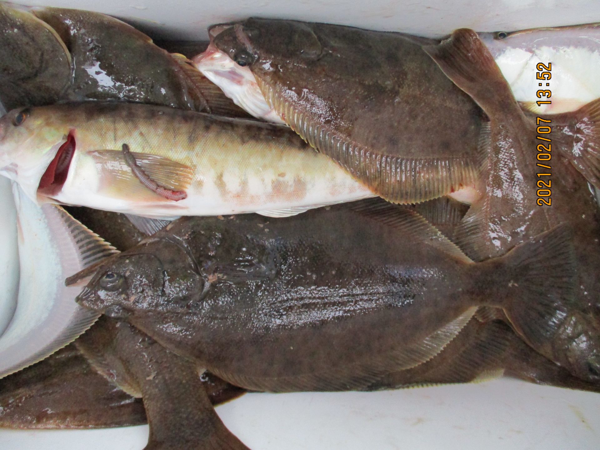 가가미 굿조황ㅎ~~