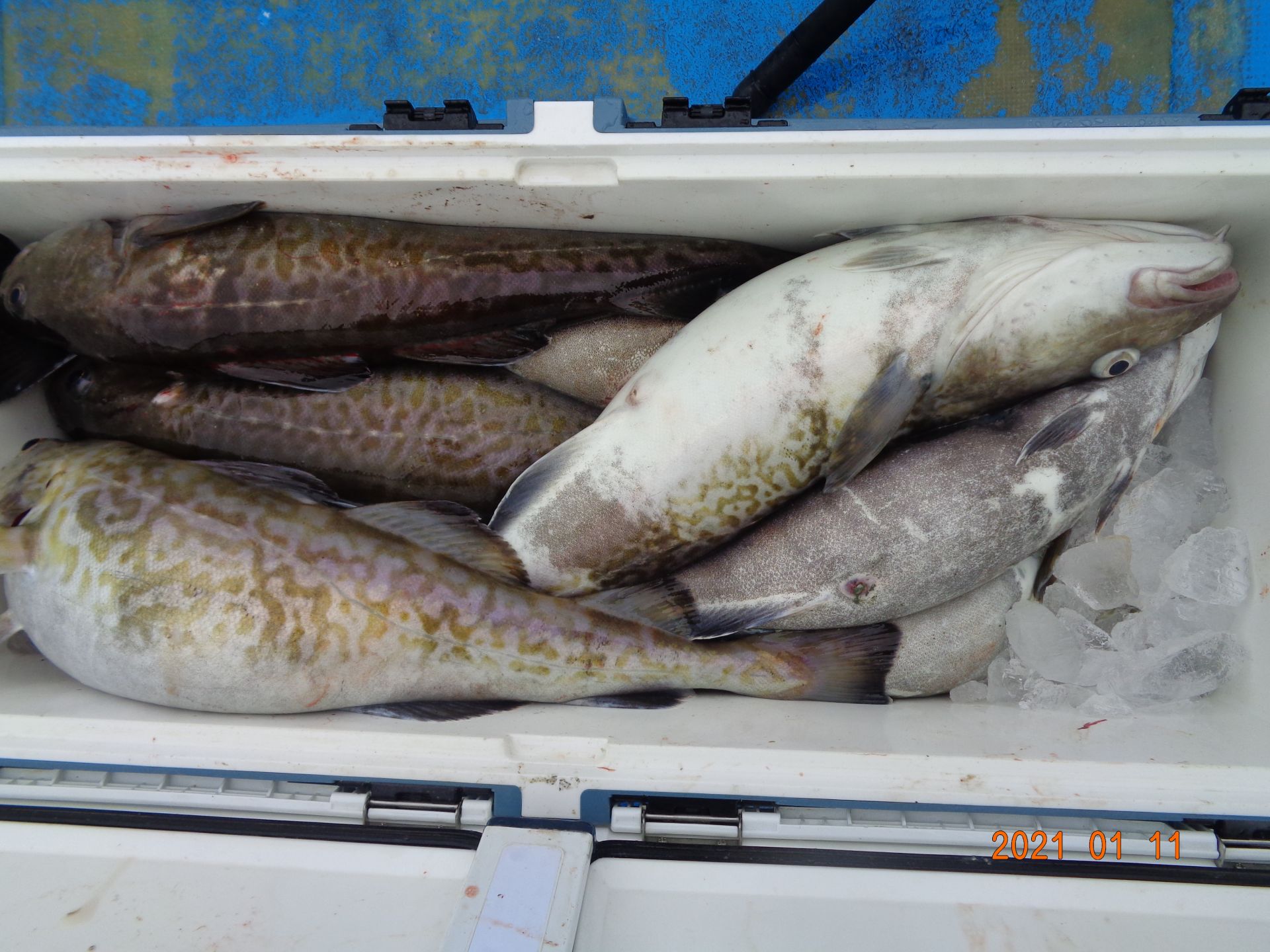 왕대구 아주 굿조황~~