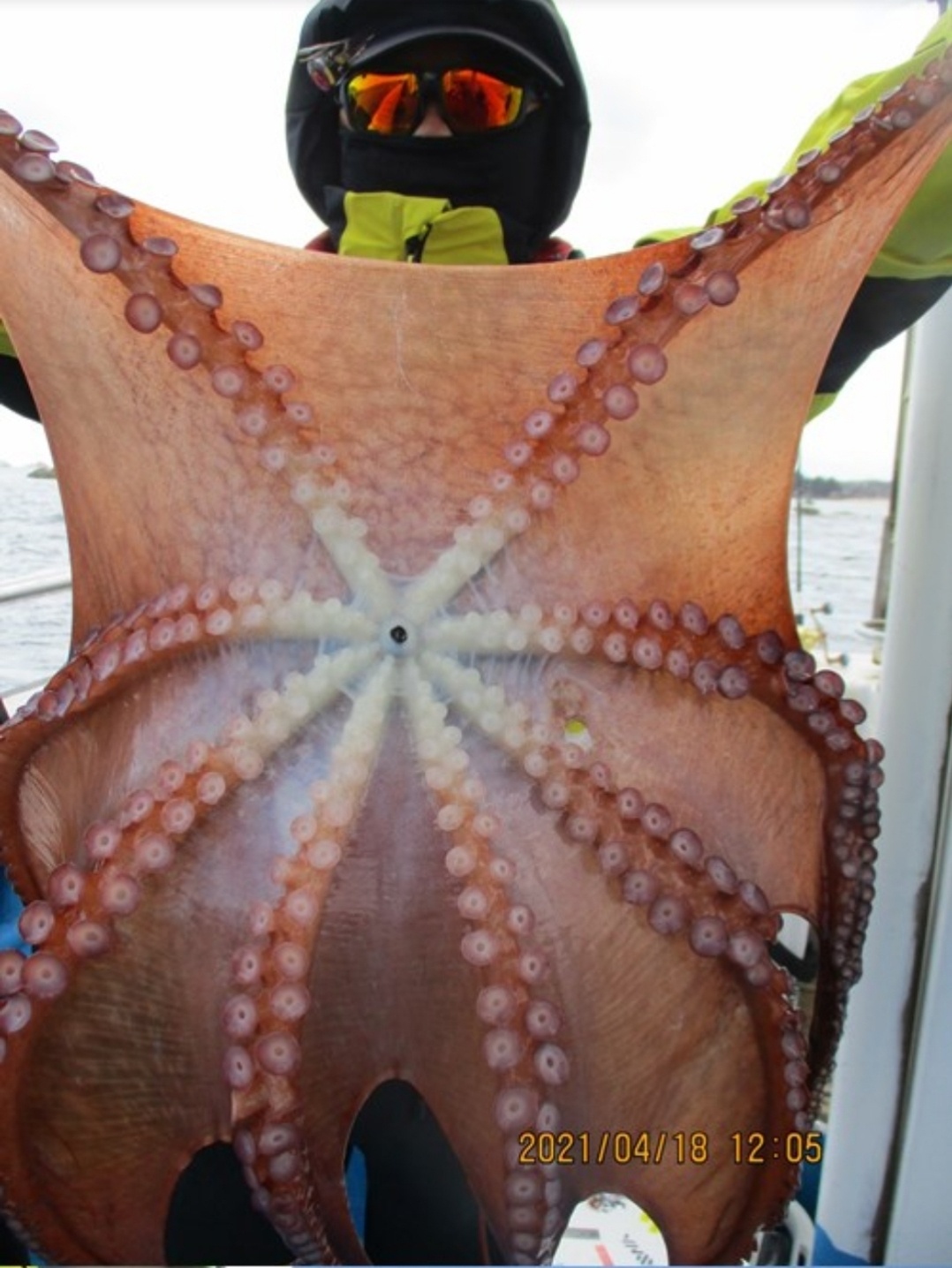 공현진 왕문어조황~~