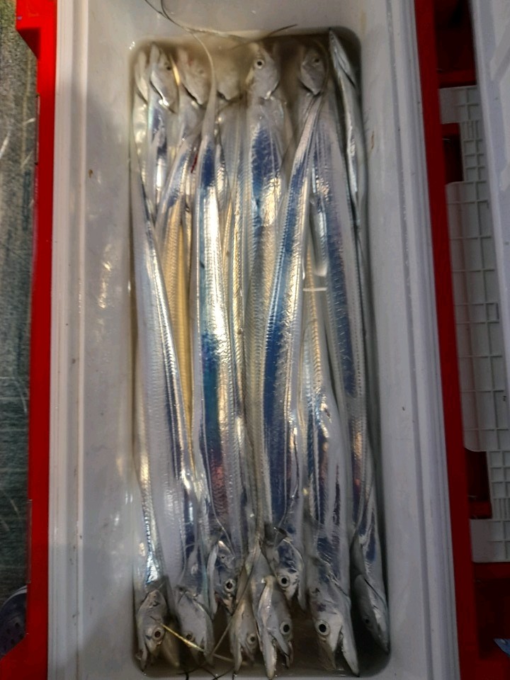 제주갈치조황입니다