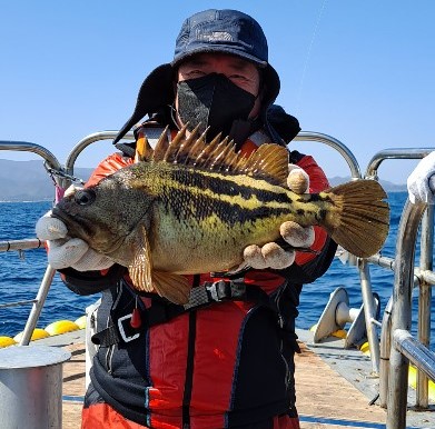 동해황우럭 참우럭 구경하세요~~~