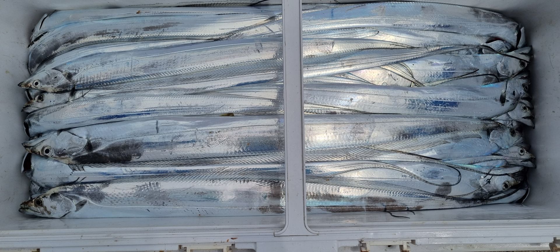 여수왕갈치 굿굿굿조황~~