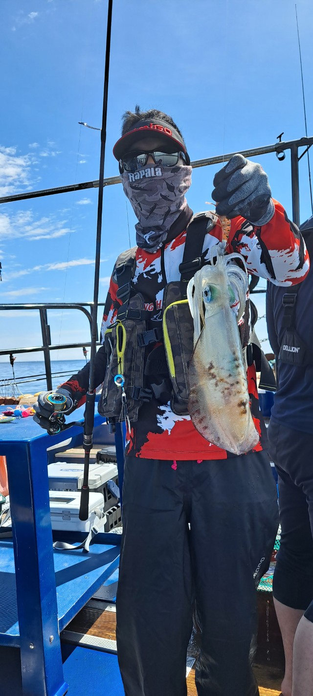 동해무늬오징어 나오기시작했내요~~
