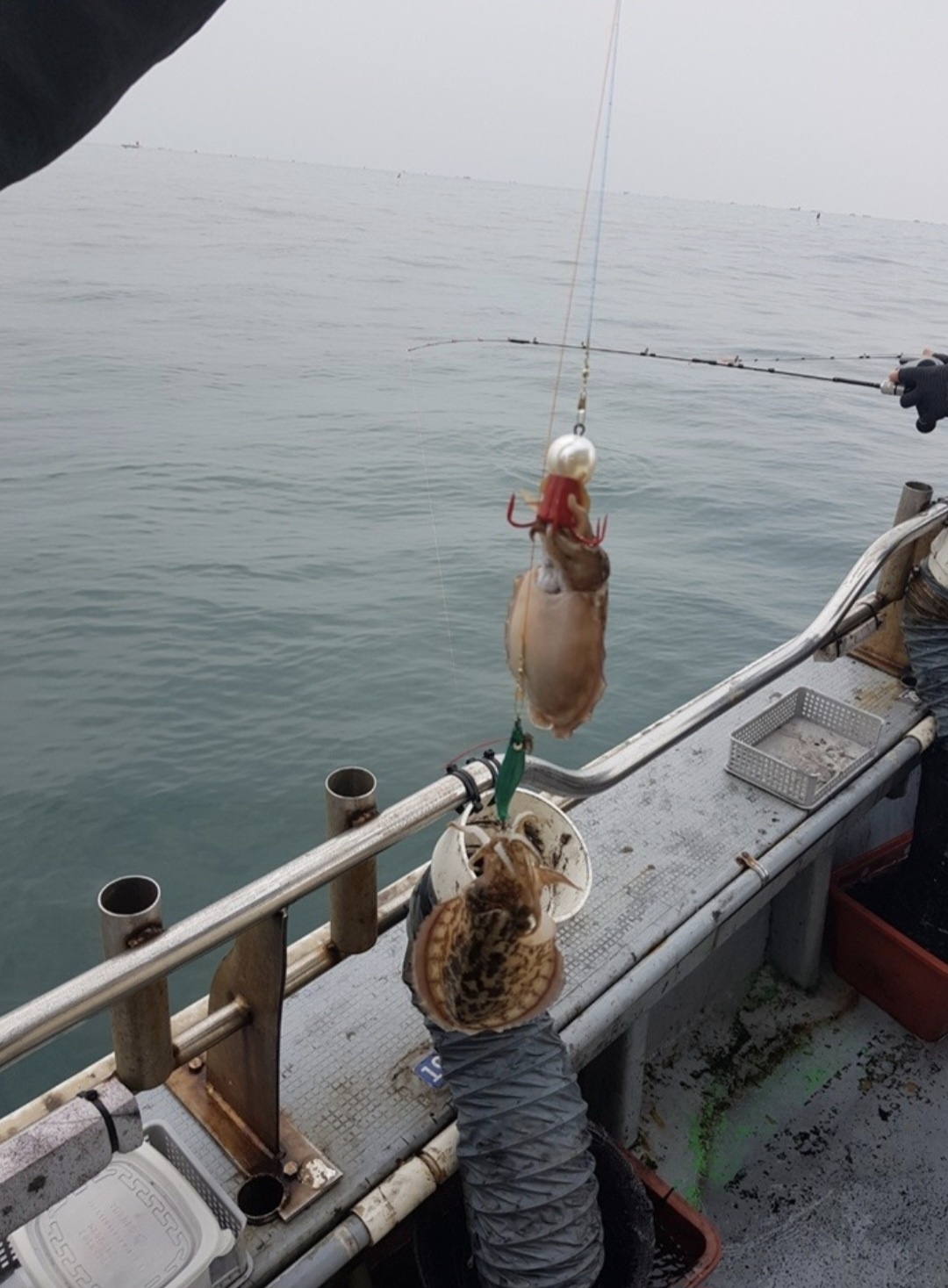 씨알좋은 쭈갑~~